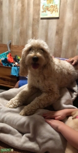 Mini Goldendoodle Listing Image