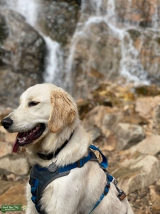 Handsome golden/English cream  Listing Image