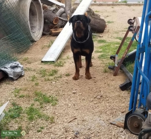 Male Rottweiler Stud Service Listing Image