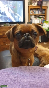 Smooth Coat Red Brussels Griffon for Stud Listing Image