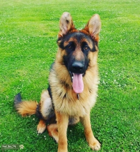 Gorgeous Import German Line Male Listing Image