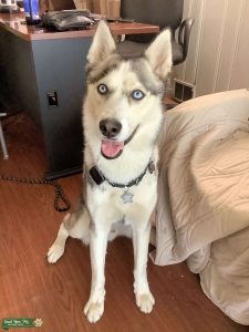 Good Temper Siberian Husky Listing Image