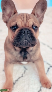 French Bulldog Stud Listing Image