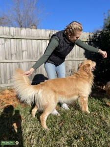 Golden Retriever Stud Listing Image