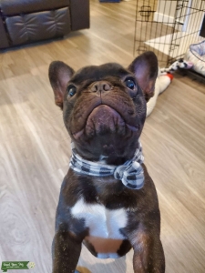 PUREBREAD BRINDLE FRENCH BULLDOG Listing Image
