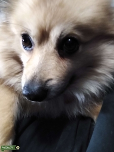 Tan Throwback Pomeranian  Listing Image