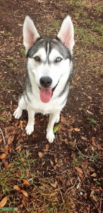 Nymeria looking for a male Listing Image