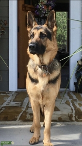 German Shepherd Listing Image