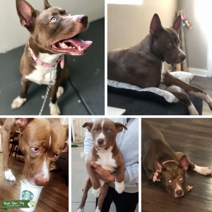 Female Husky Mix Looking for Male Husky Stud Listing Image