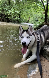 Handsome blue eyed husky Listing Image