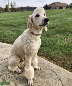 AKC/CKC (OFA) Standard Poodle for stud. DNA health tested Listing Image