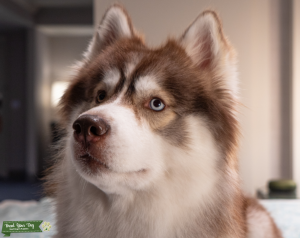 HANDSOME BROWN/WHITE SIBERIAN HUSKY Listing Image