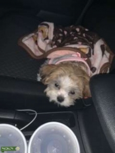 Looking to breed  Listing Image