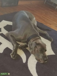 Blue Great Dane Stud - Bogart - 3yr old Listing Image