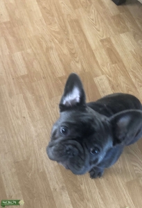 Blue French Bulldog (European)  Listing Image
