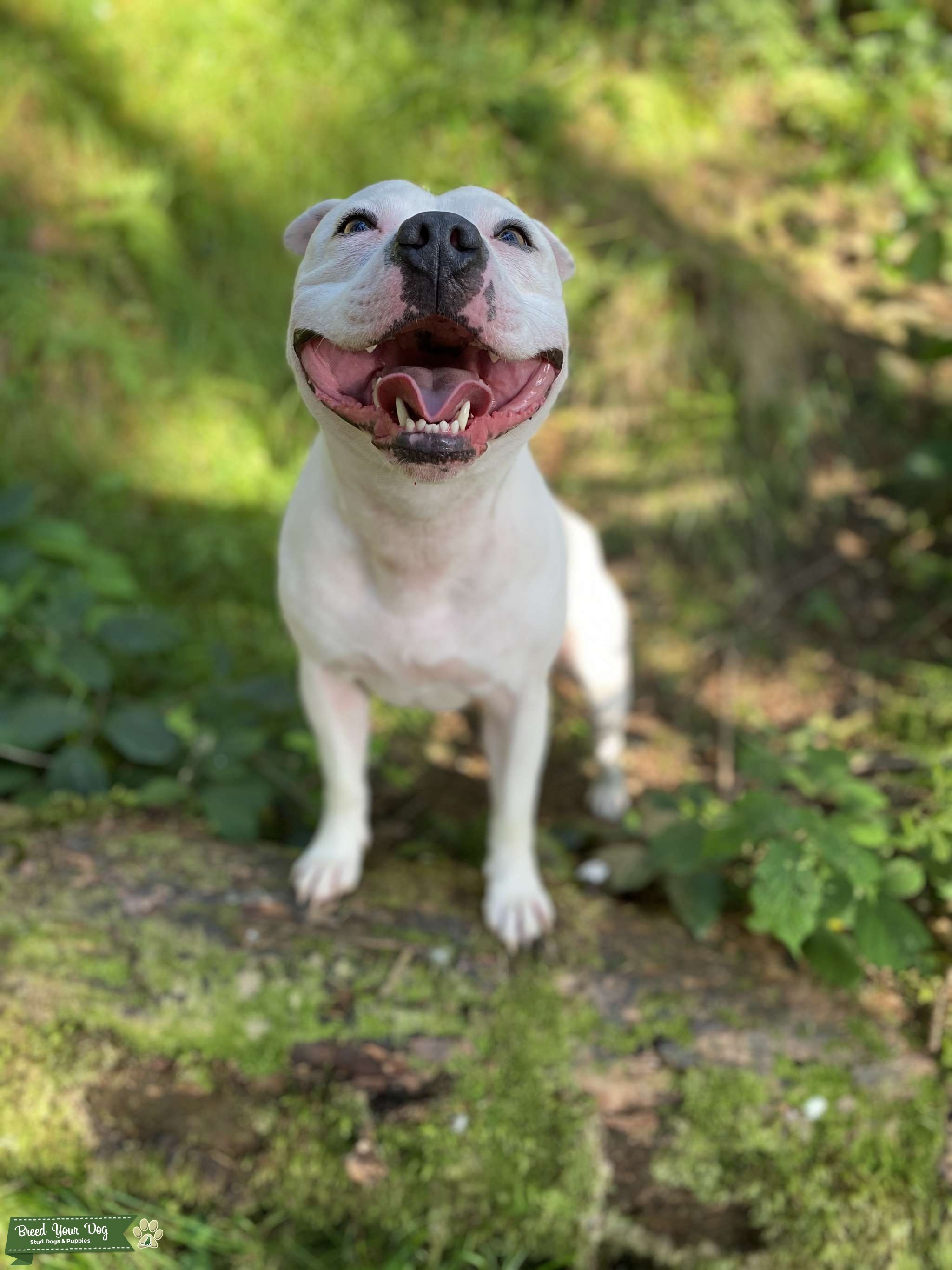 SBT STUD Stud Dog in Isle of Man , the United States Breed Your Dog