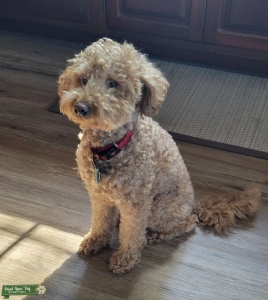 Reddish/brown Golden doodle stud Listing Image