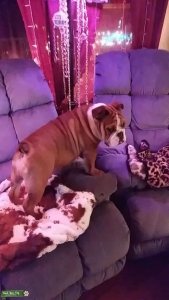 ENGLISH BULLDOG STUD Listing Image