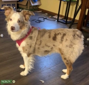 Looking for Australian Shepard stud for breeding. Listing Image