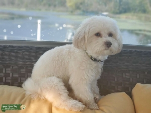 Havanese - Biege Sable color Listing Image