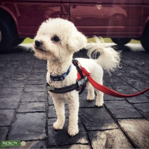 Bolognese Pedigree for Stud Listing Image