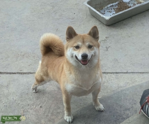 Cute Happy Female Shiba Inu Listing Image