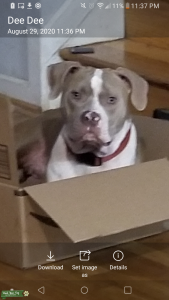 American Bully for Stud Listing Image