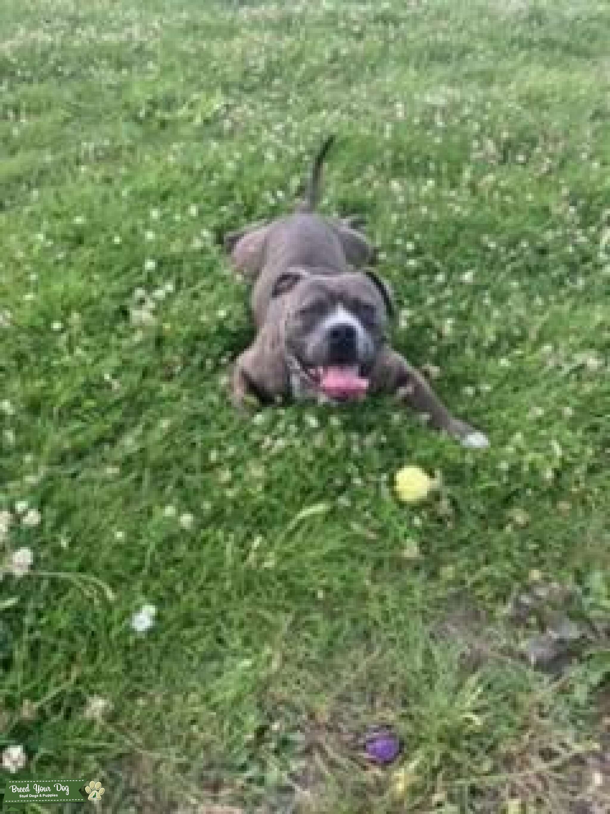 XL GODZILLA X TRI CARRIER Stud Dog in Birmingham , the United States