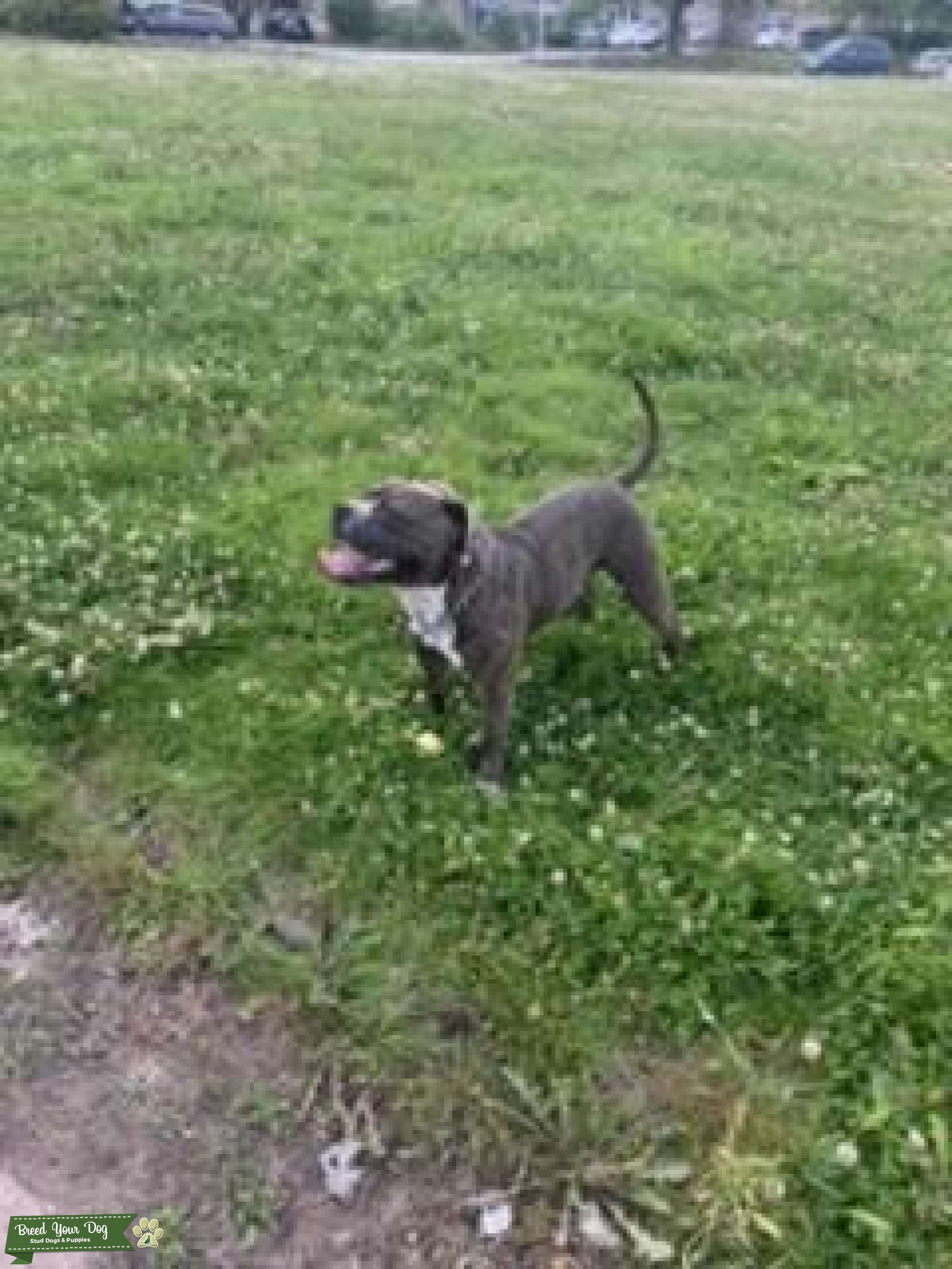 XL GODZILLA X TRI CARRIER Stud Dog in Birmingham , the United States