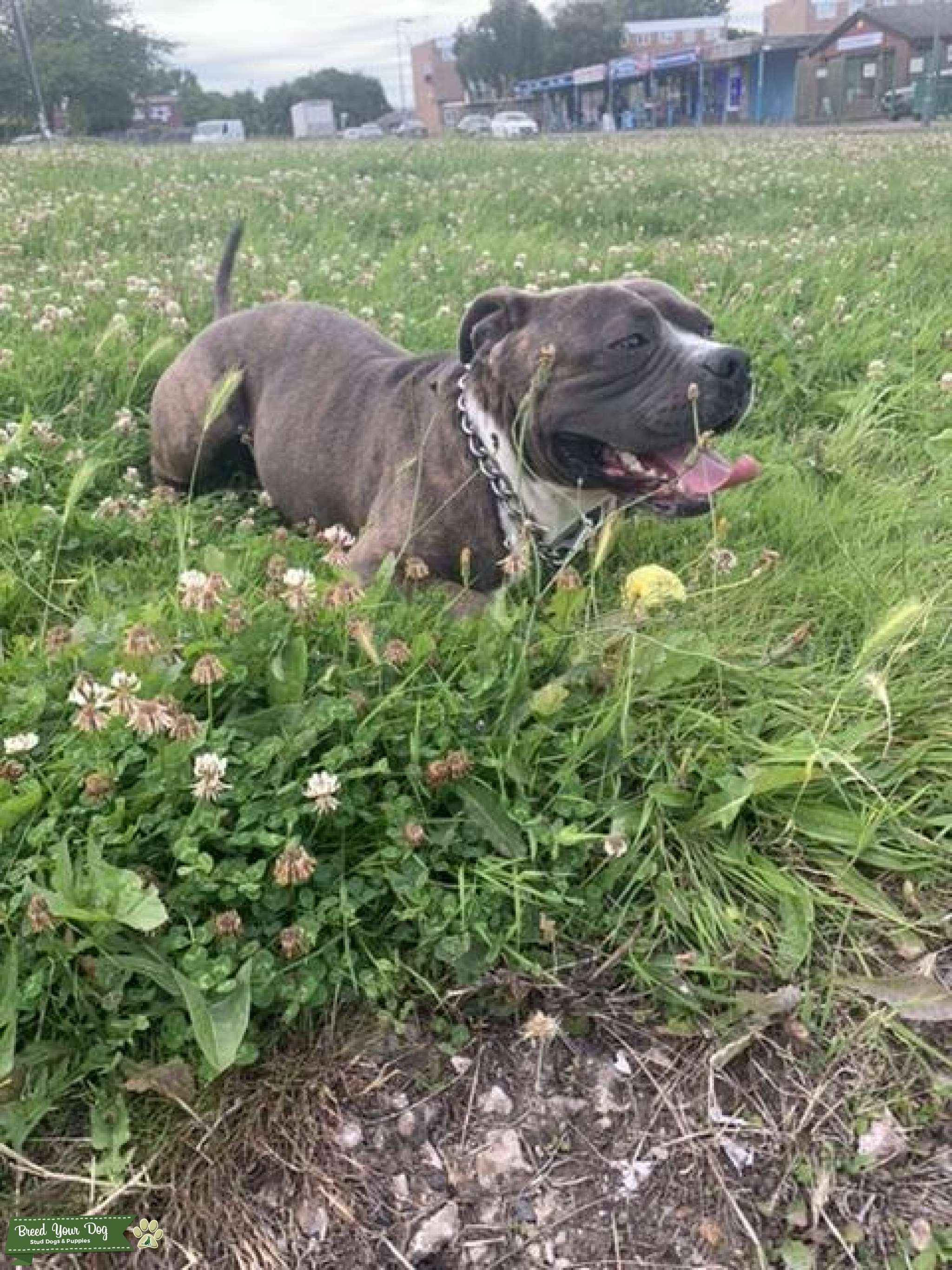 XL GODZILLA X TRI CARRIER Stud Dog in Birmingham , the United States