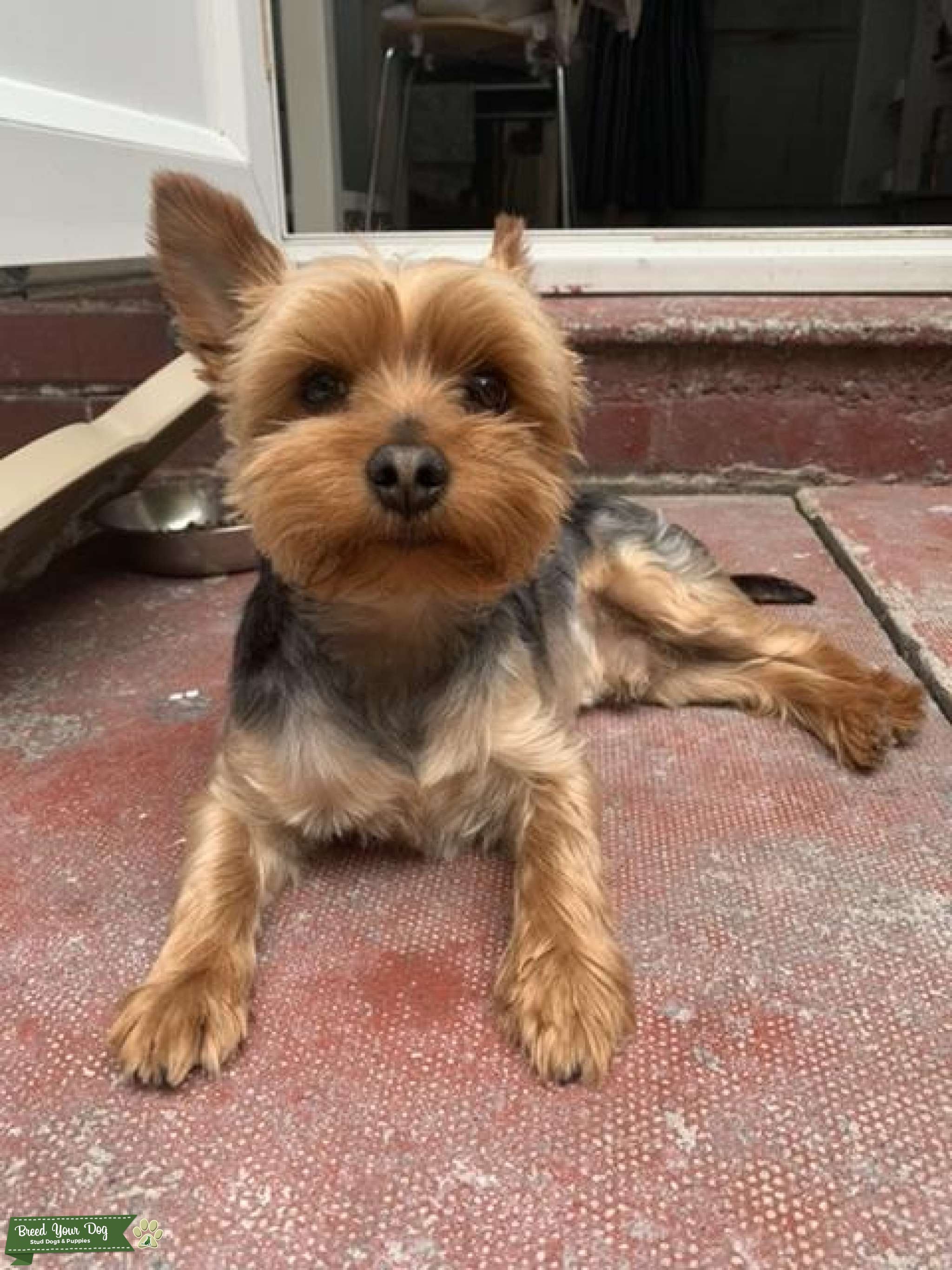 Stud Dog Stud Dog in South East London, United States Breed Your Dog