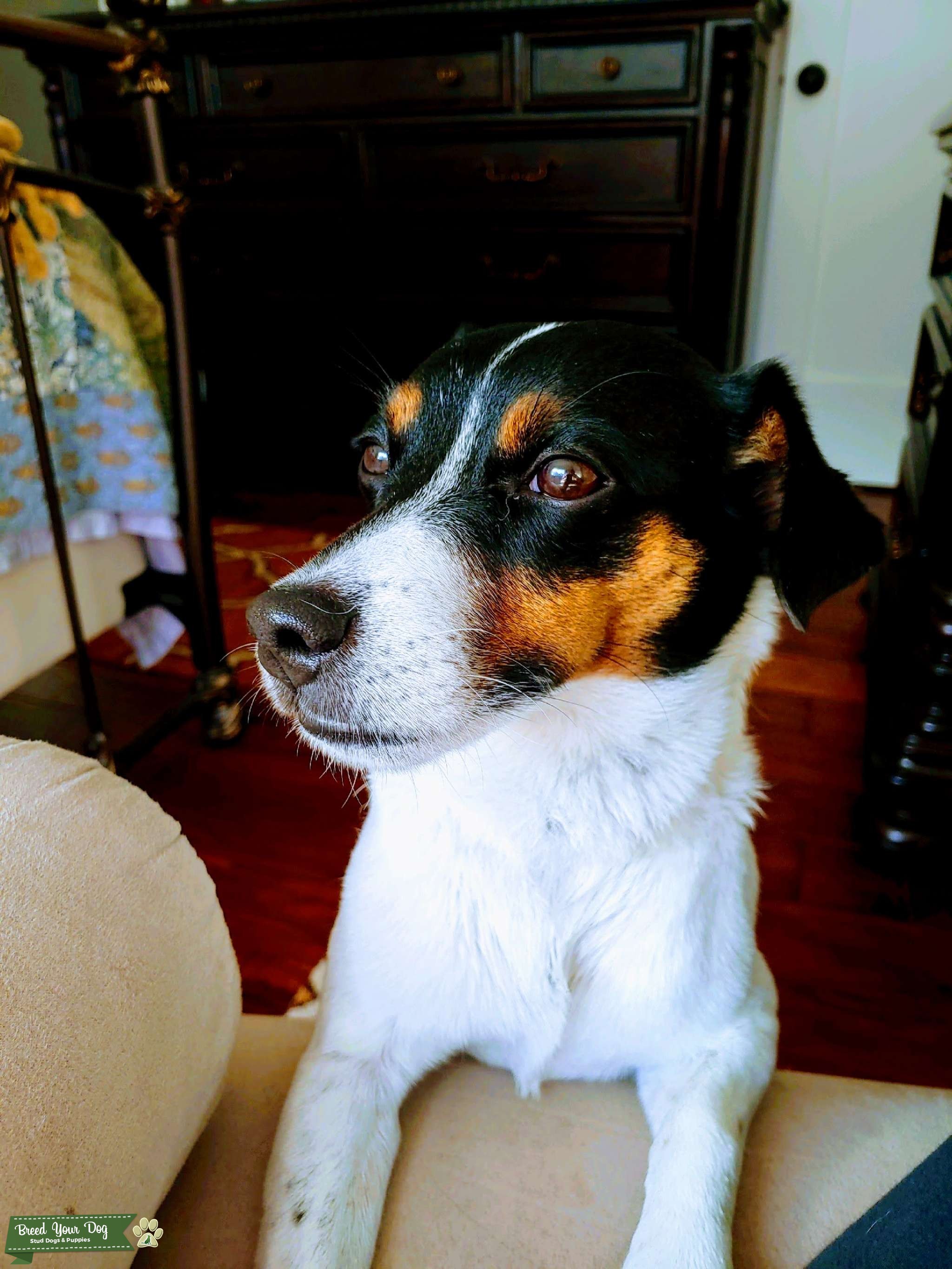 Decorate decor4all epcot poinsettia troops smyrna tri-color Jack Russell terrier - Stud Dog Florida - Breed Your Dog