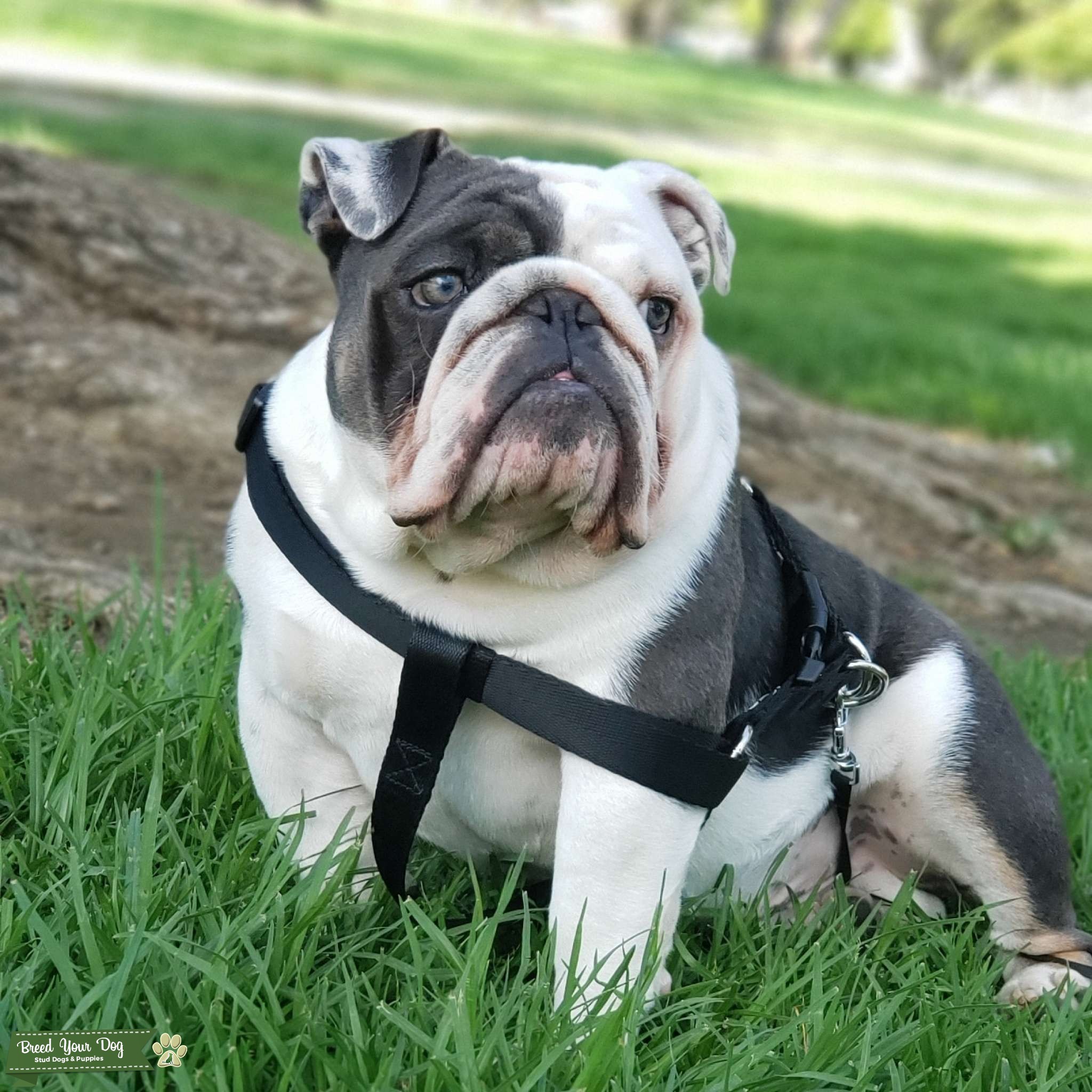 English bulldog (micro mini) - Stud Dog California - Breed Your Dog