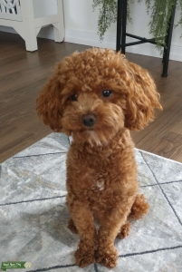 Looking to mate my toy poodle Listing Image