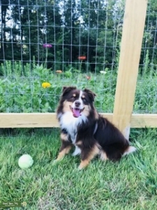 Very Handsome Toy Aussie  Listing Image