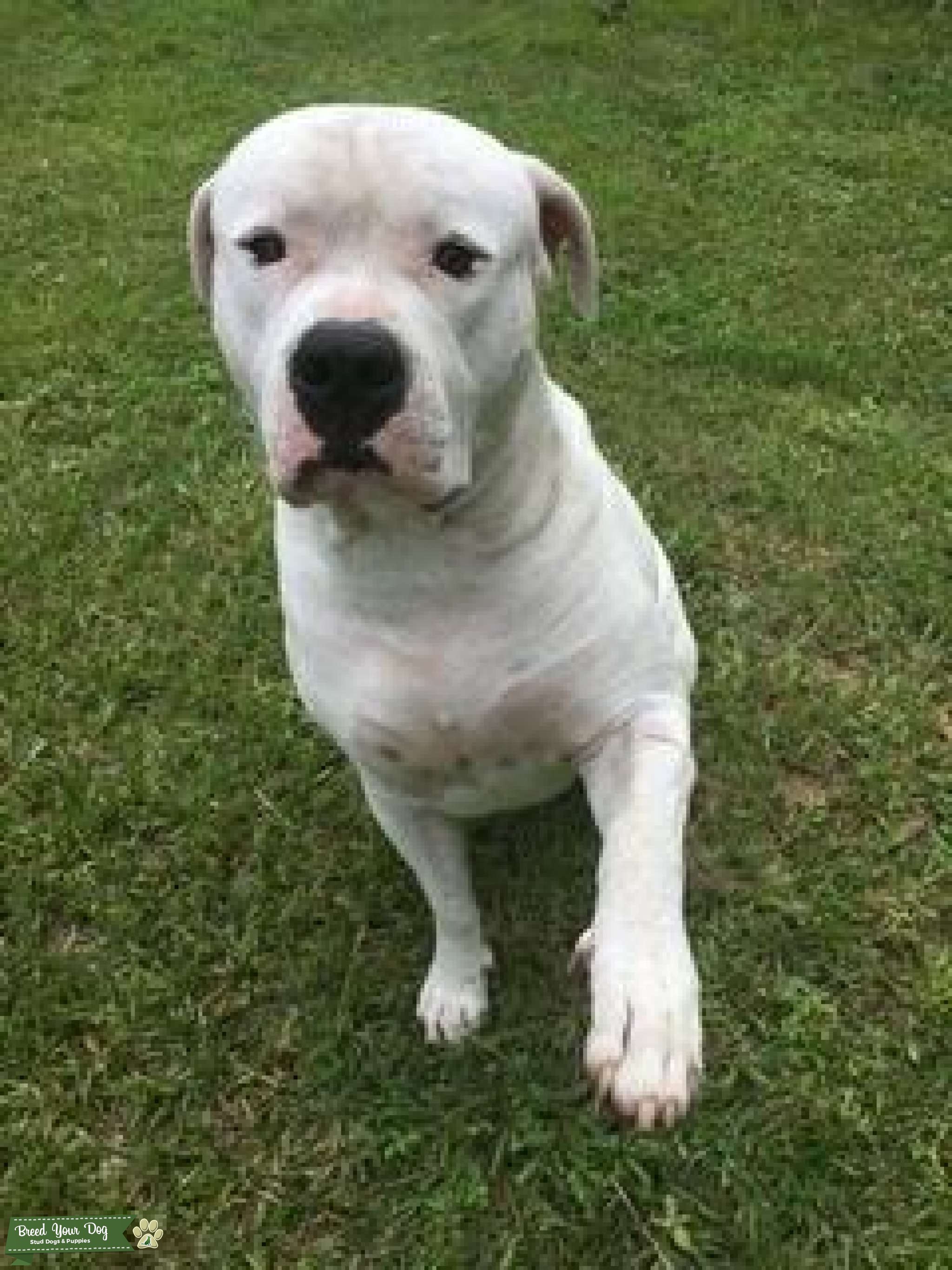 White American Bulldog Stud Dog in Florida, the United States Breed