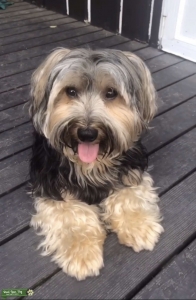 Yorkie looking for a hypoallergenic lover Listing Image