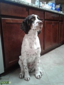 English Springer Spaniel  Liver White & Tan Listing Image