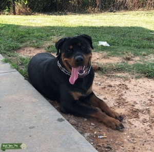 Rottweiler Listing Image
