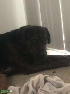 Stud looking for a bitch  Listing Image