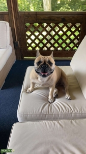 Looking for Stud ASAP for breeding Listing Image