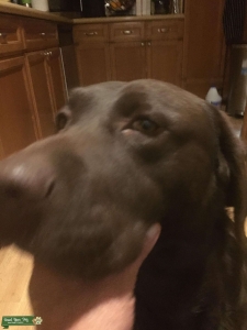 Akc chocolate Labrador  Listing Image