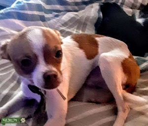 Looking to breed my male Chihuahua Listing Image