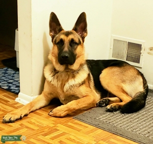 King german shepherd (stud) Listing Image