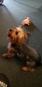 AKC Registered Yorkie Blue and Gold Listing Image