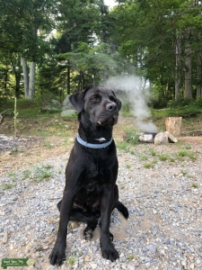 Mastador Stud available  Listing Image