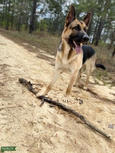 Stud Dog Listing Image