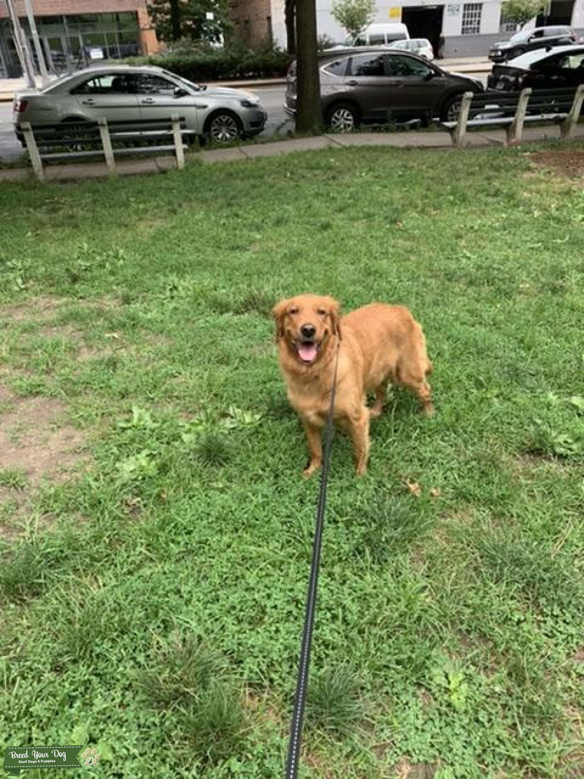 Purebred AKC golden retriever looking for stud to be bred with ! Sweet