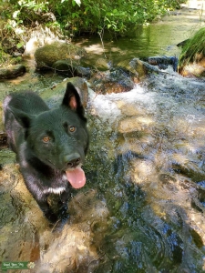 Loving Husky/Border Collie Mix Listing Image