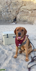 Fox Red Lab AKC certified  Listing Image